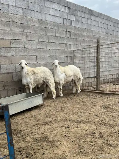 مشاريع فحول 2