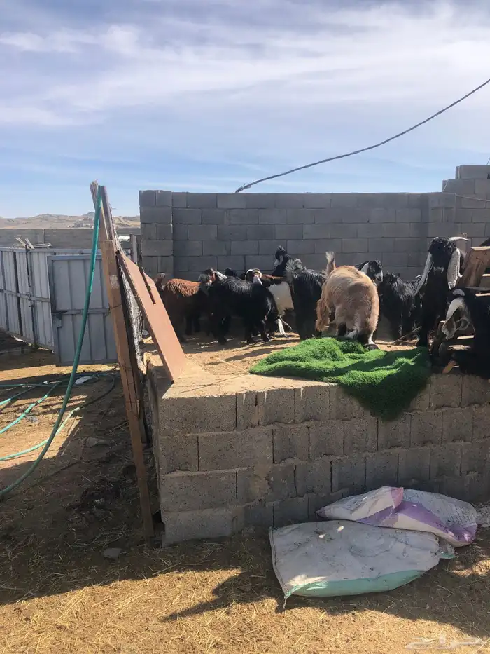 خرفان وتيوس ( يتوفر ذبح وتوصيل) 19