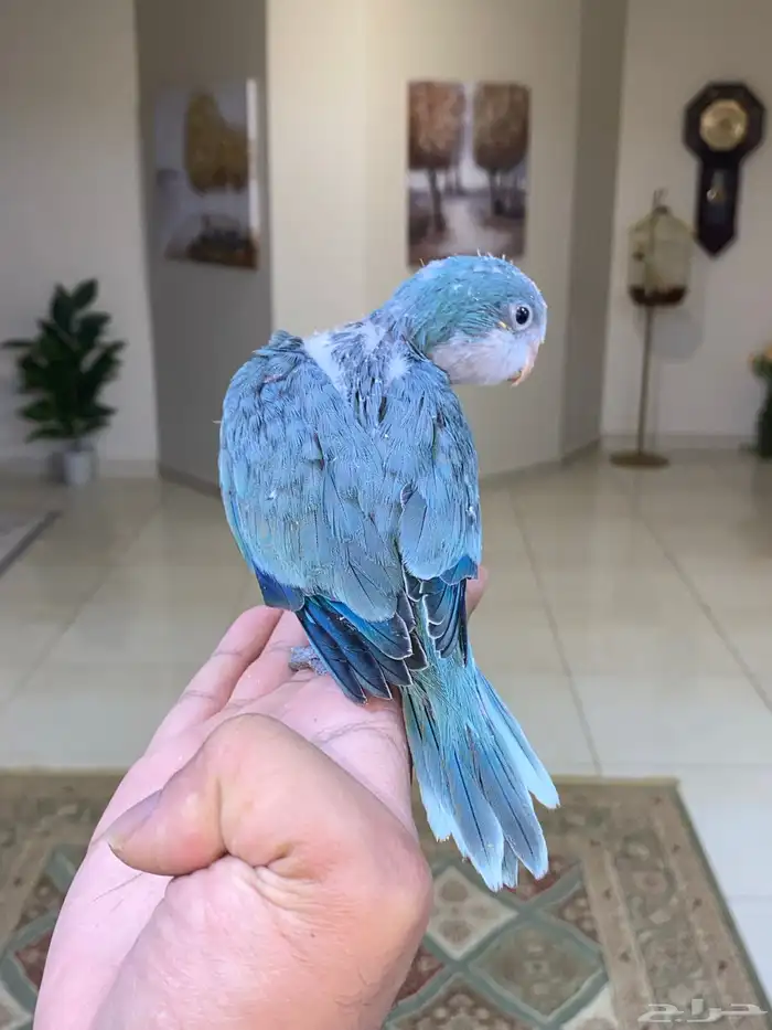 فرخ كويكر غر ( تم البيع ) 3