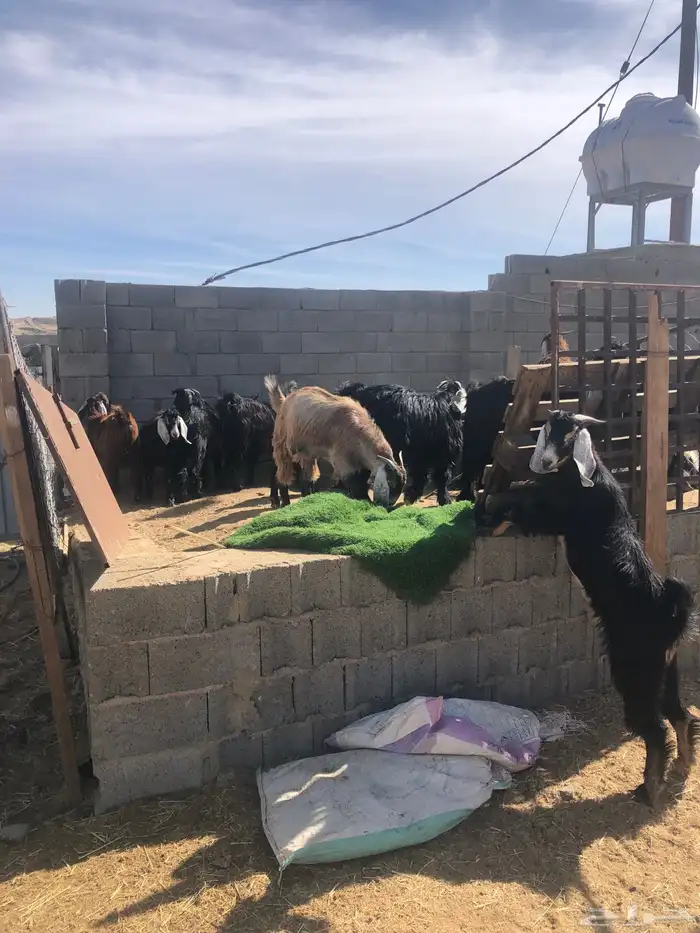 خرفان وتيوس ( يتوفر ذبح وتوصيل) 18