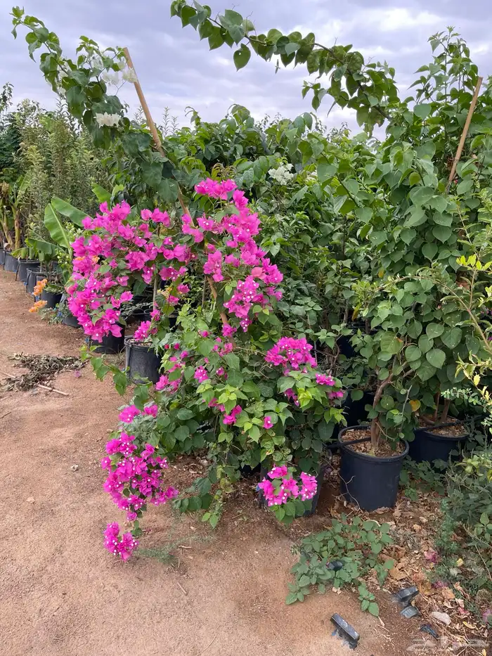 اشجار 52