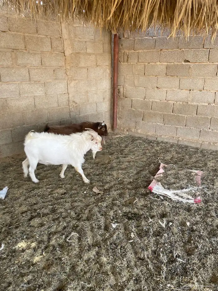ماعز قزم فحلين 1