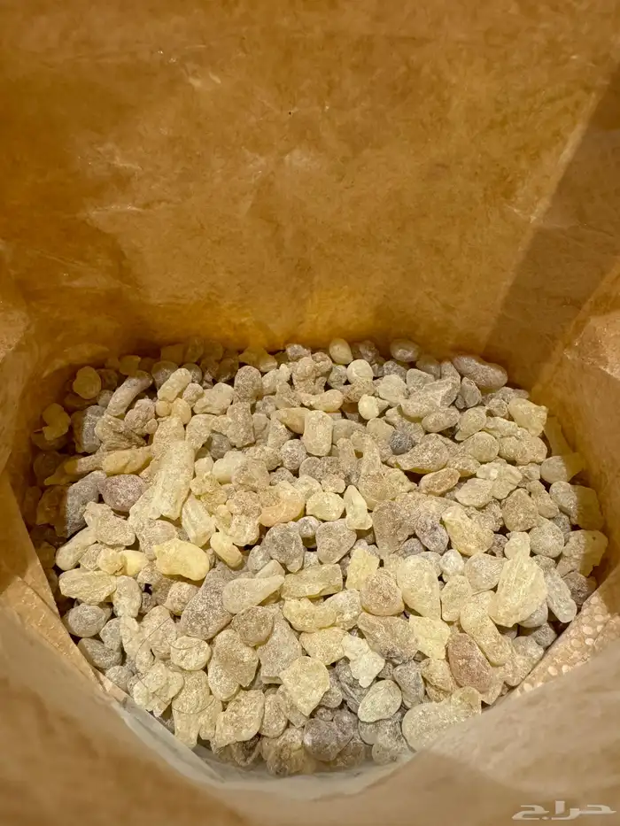 لبان حوجري ذكر درجة أولى ممتازة 5