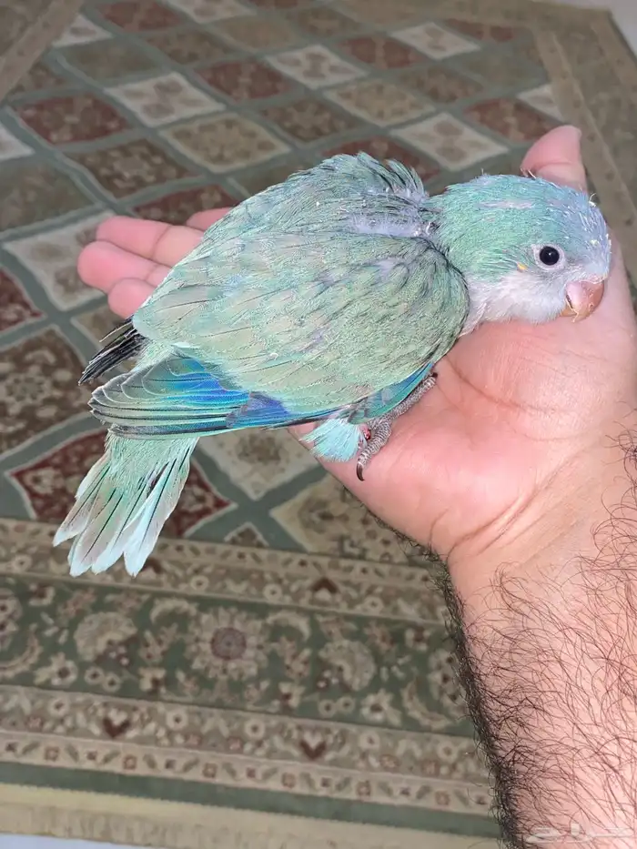 فرخ كويكر غر ( تم البيع ) 6