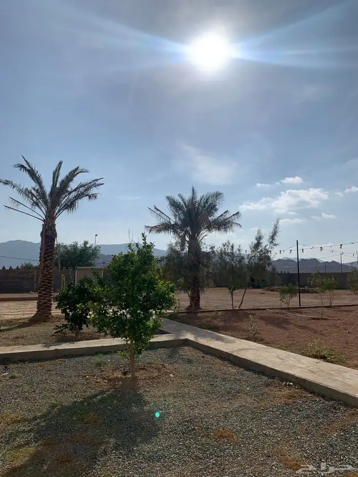 ايجار يومي 350 4