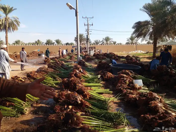 تصدير جميع كميات النخيل الى مصر وجميع دول الخليج 3