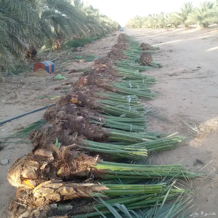 تصدير جميع كميات النخيل الى مصر وجميع دول الخليج 2