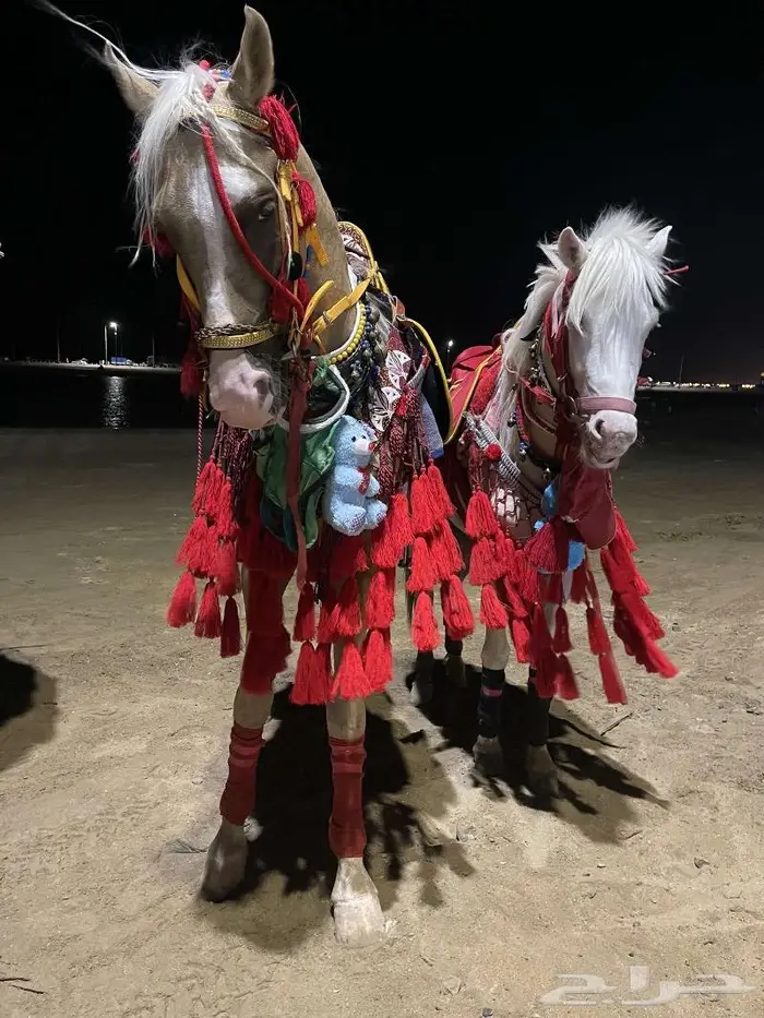 تاجير خيول وسياسي لي محبين الخيل والمتعه 2