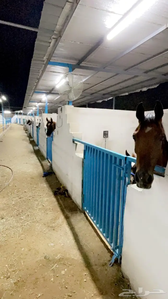 مربط نواصي العز لايواء الخيل والتدريب 4