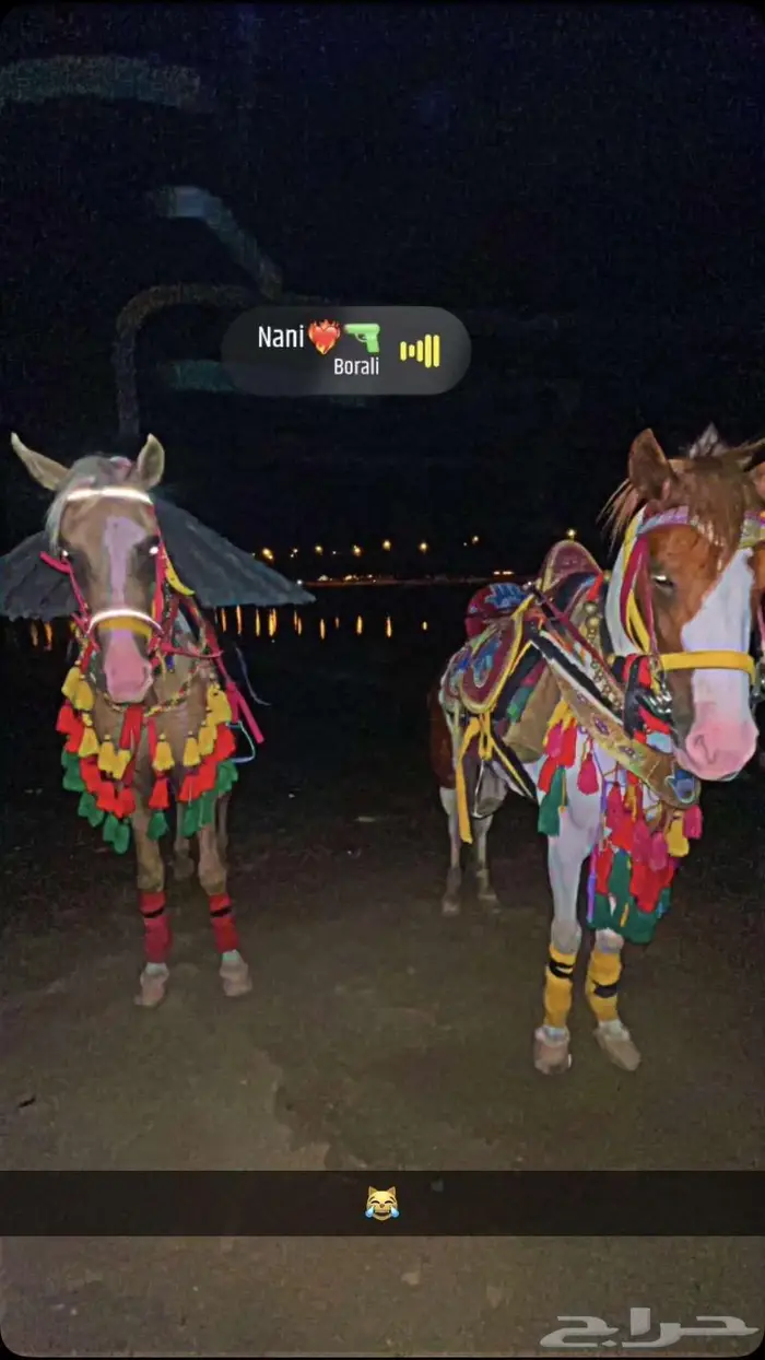 تاجير خيول وسياسي لي محبين الخيل والمتعه 11