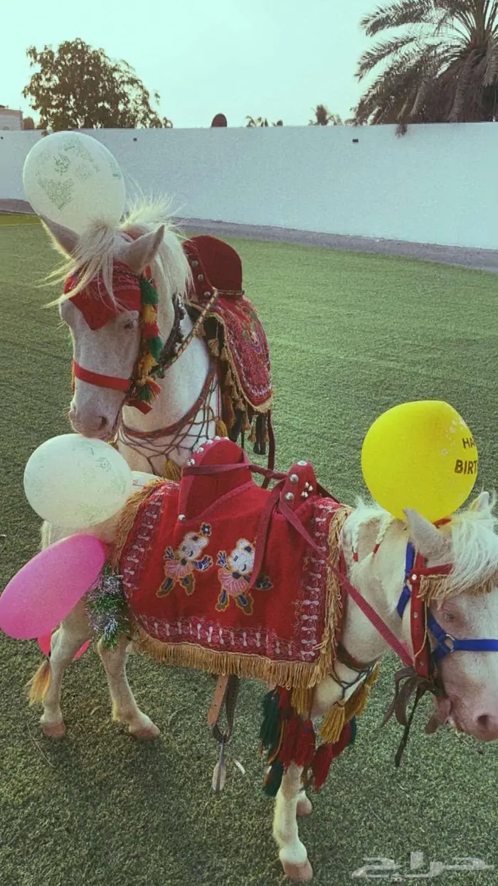 تاجير خيول وسياسي لي محبين الخيل والمتعه 13