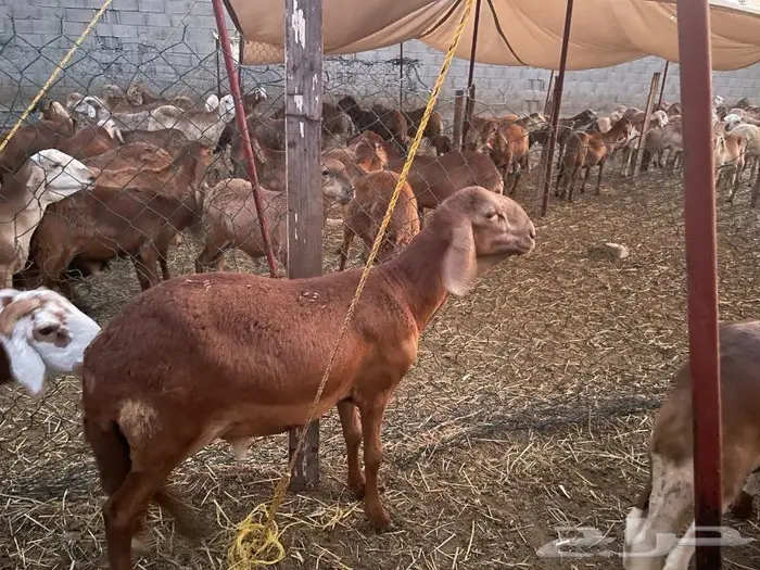 طليان سواكني تربيه 1