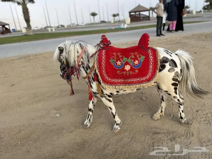 تاجير خيول وسياسي لي محبين الخيل والمتعه 16