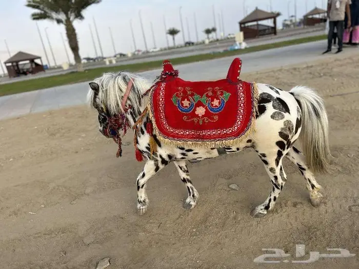 تاجير خيول وسياسي لي محبين الخيل والمتعه 15