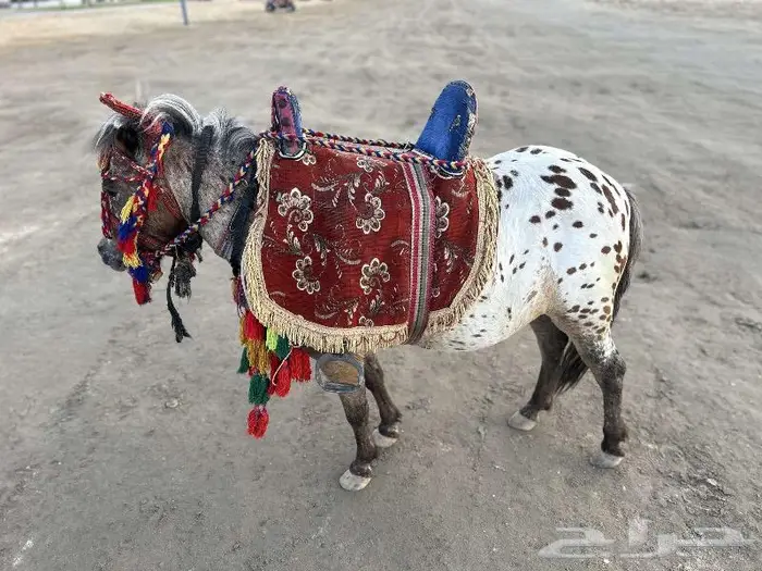 تاجير خيول وسياسي لي محبين الخيل والمتعه 17