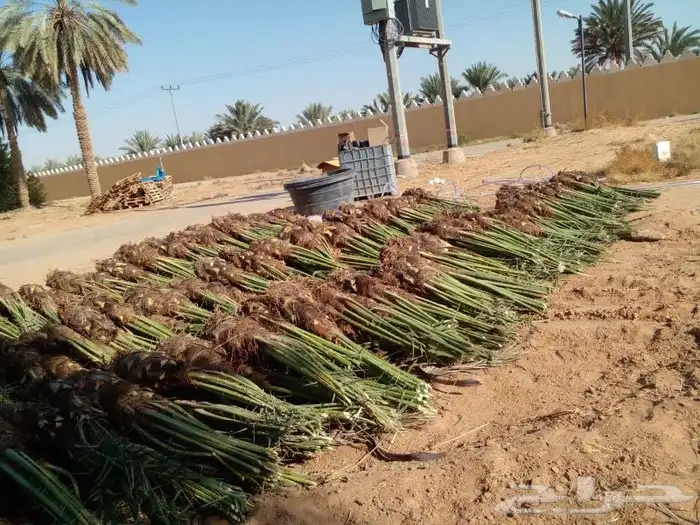 تصدير جميع كميات النخيل الى مصر وجميع دول الخليج 1