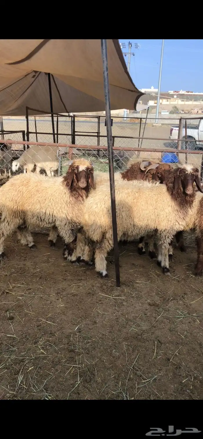 خرفان وتيوس ( يتوفر ذبح وتوصيل) 1