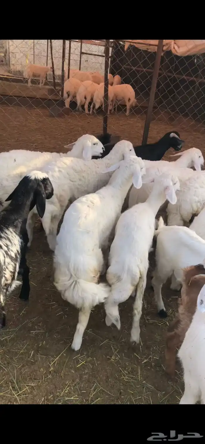 خرفان وتيوس ( يتوفر ذبح وتوصيل) 10