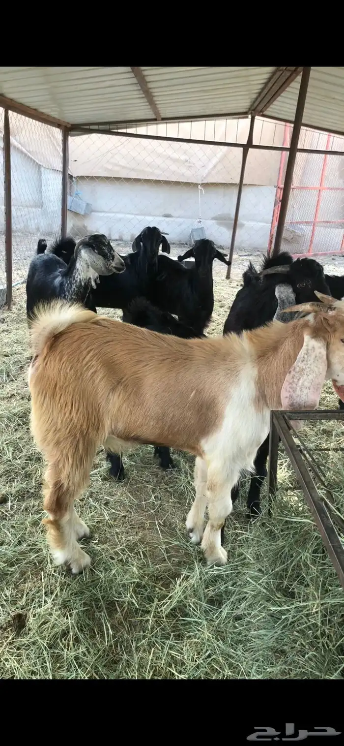خرفان وتيوس ( يتوفر ذبح وتوصيل) 8