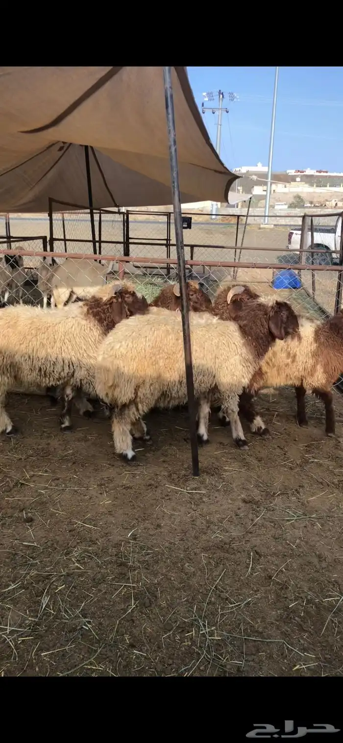 خرفان وتيوس ( يتوفر ذبح وتوصيل) 2