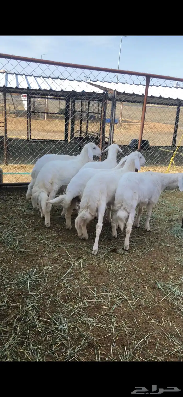 خرفان وتيوس ( يتوفر ذبح وتوصيل) 3