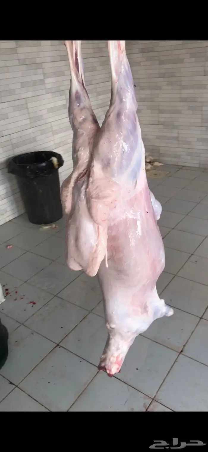 خرفان وتيوس ( يتوفر ذبح وتوصيل) 0