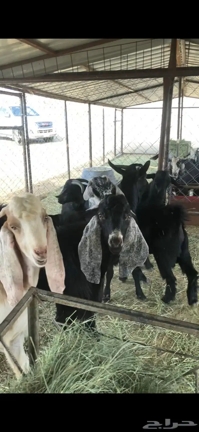 خرفان وتيوس ( يتوفر ذبح وتوصيل) 7