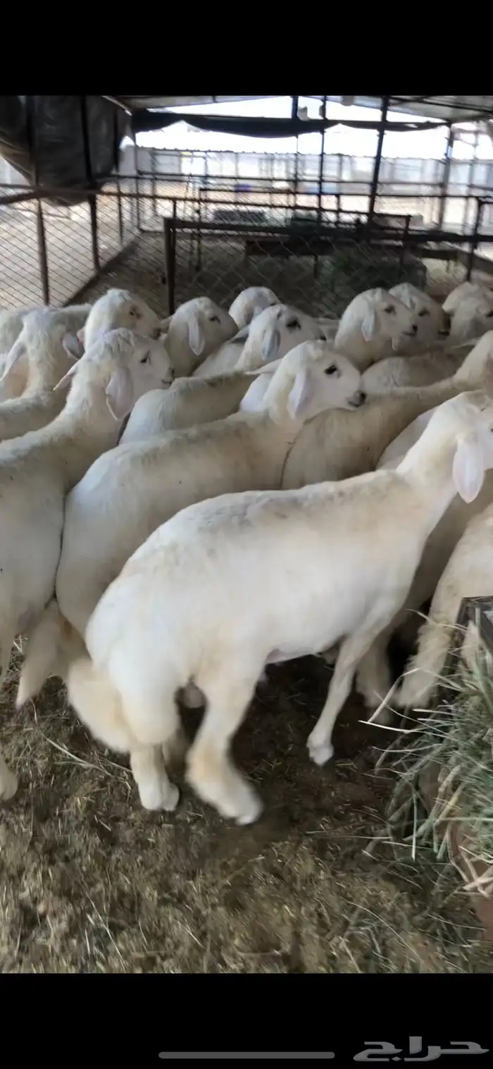 خرفان وتيوس ( يتوفر ذبح وتوصيل) 5
