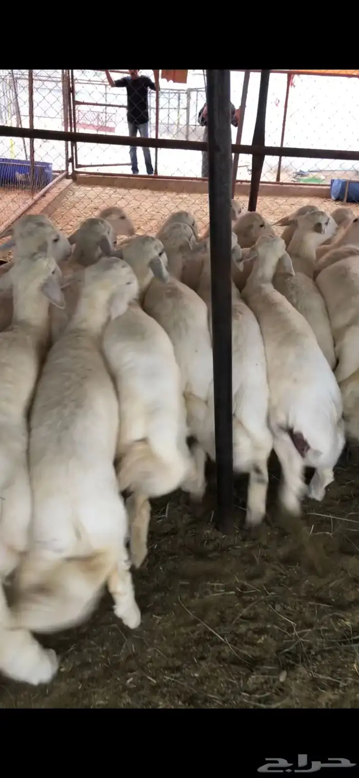 خرفان وتيوس ( يتوفر ذبح وتوصيل) 4