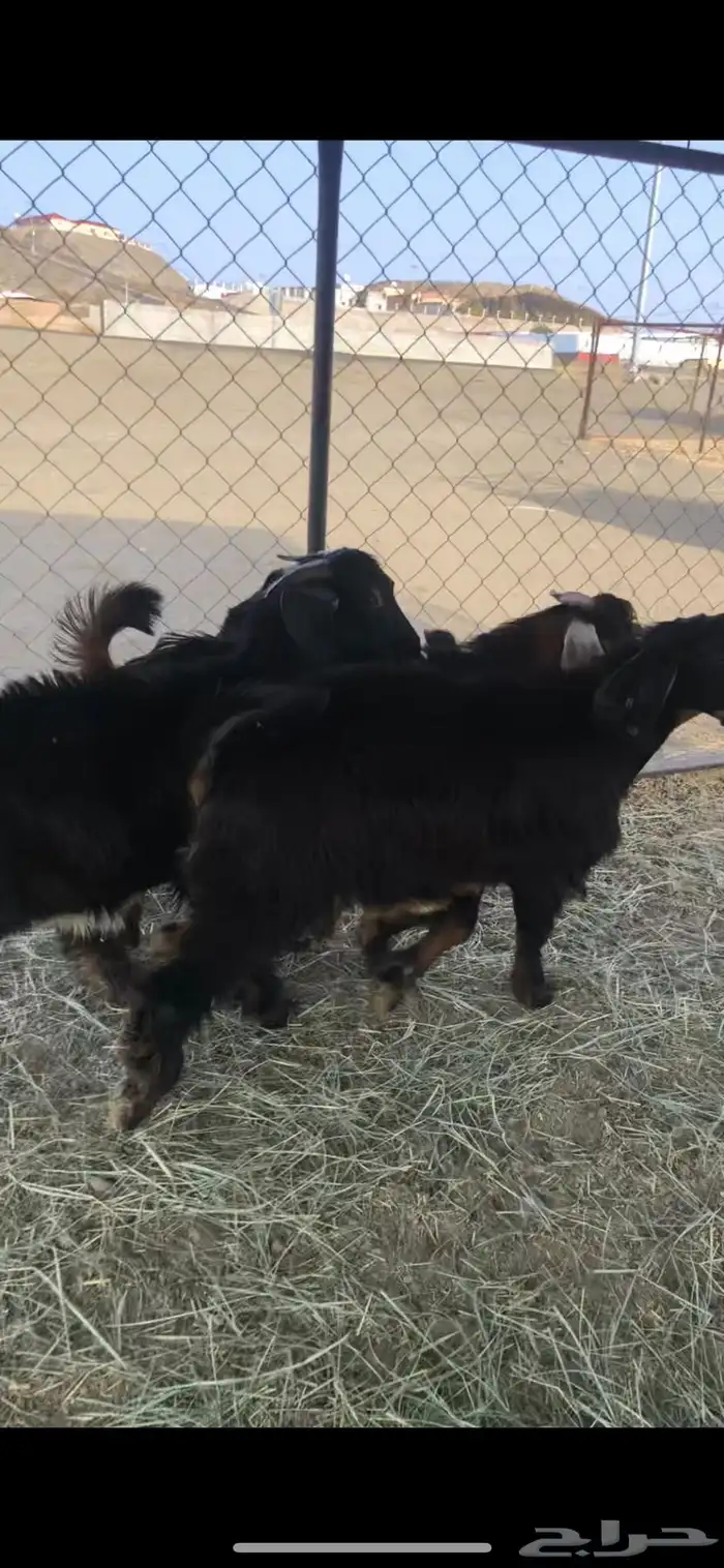 خرفان وتيوس ( يتوفر ذبح وتوصيل) 9