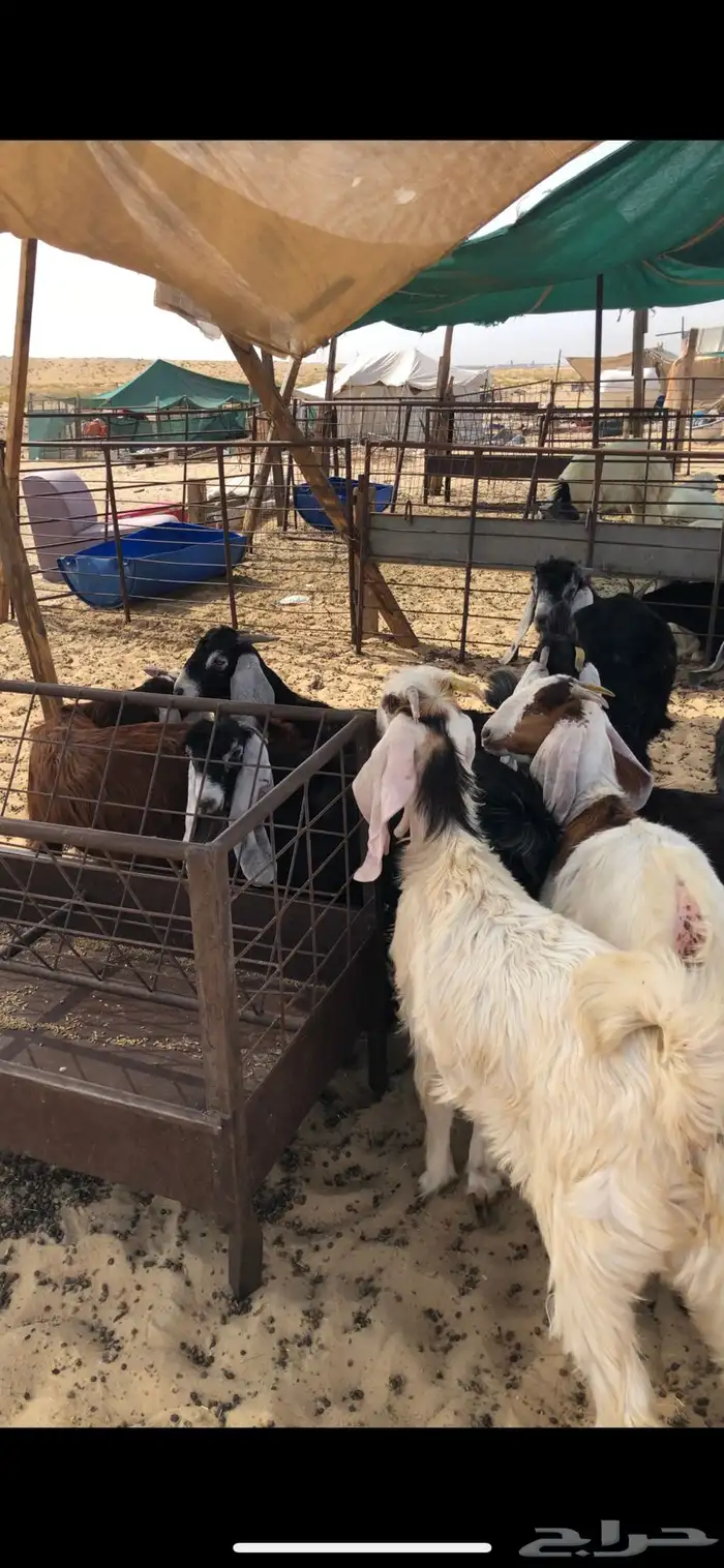 للبيع تيوس عوارض بلدي 2