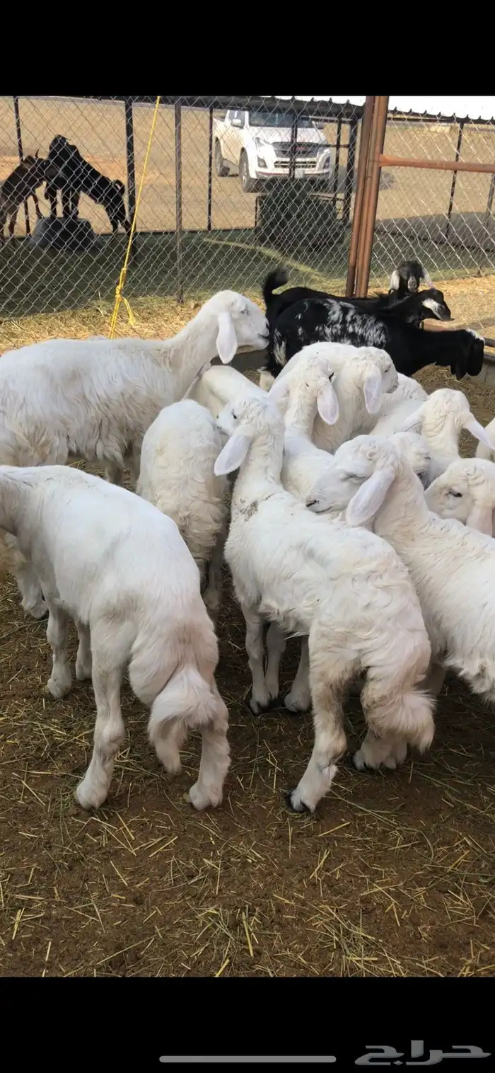 خرفان وتيوس ( يتوفر ذبح وتوصيل) 11