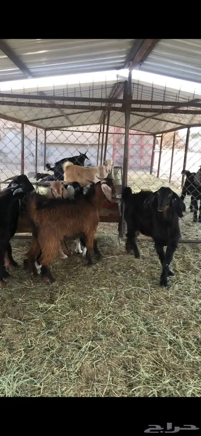 خرفان وتيوس ( يتوفر ذبح وتوصيل) 6