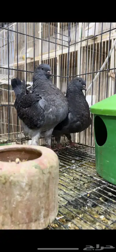 طبه مودينا كنق فاخر تم البيع 9