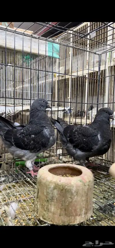 طبه مودينا كنق فاخر تم البيع 0