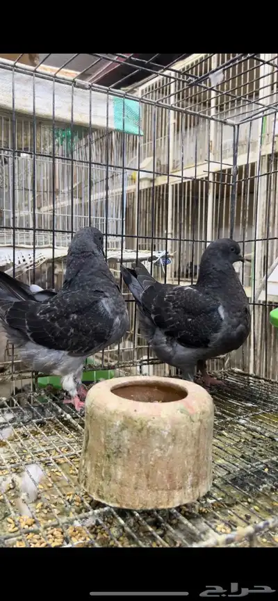 طبه مودينا كنق فاخر تم البيع 6