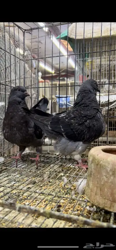 طبه مودينا كنق فاخر تم البيع 8