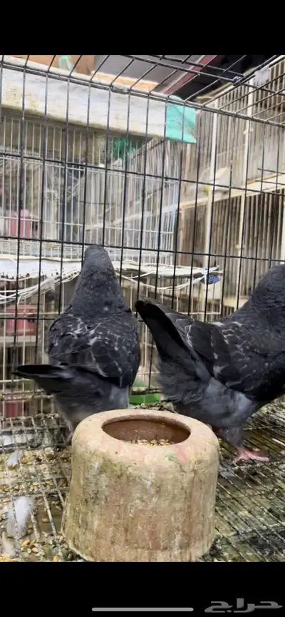 طبه مودينا كنق فاخر تم البيع 3