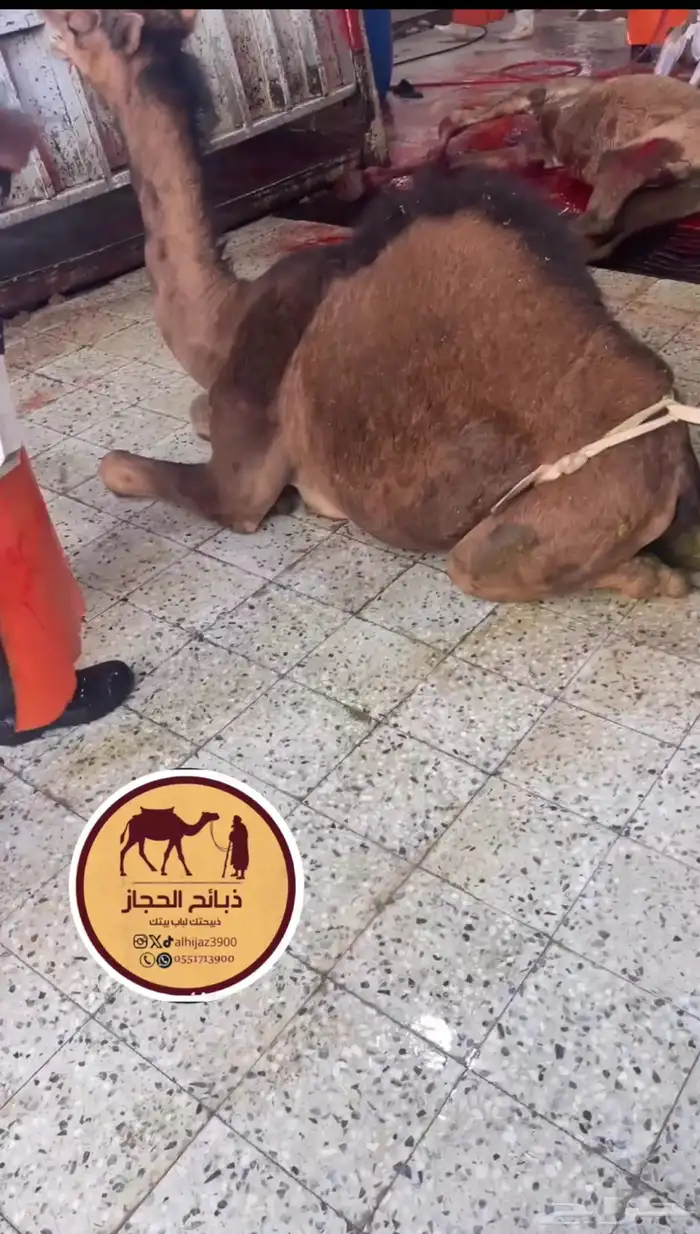 ملحمة ذبائح الحجاز - مخطط البدراني -بجوار صيدلية المجتمع 23