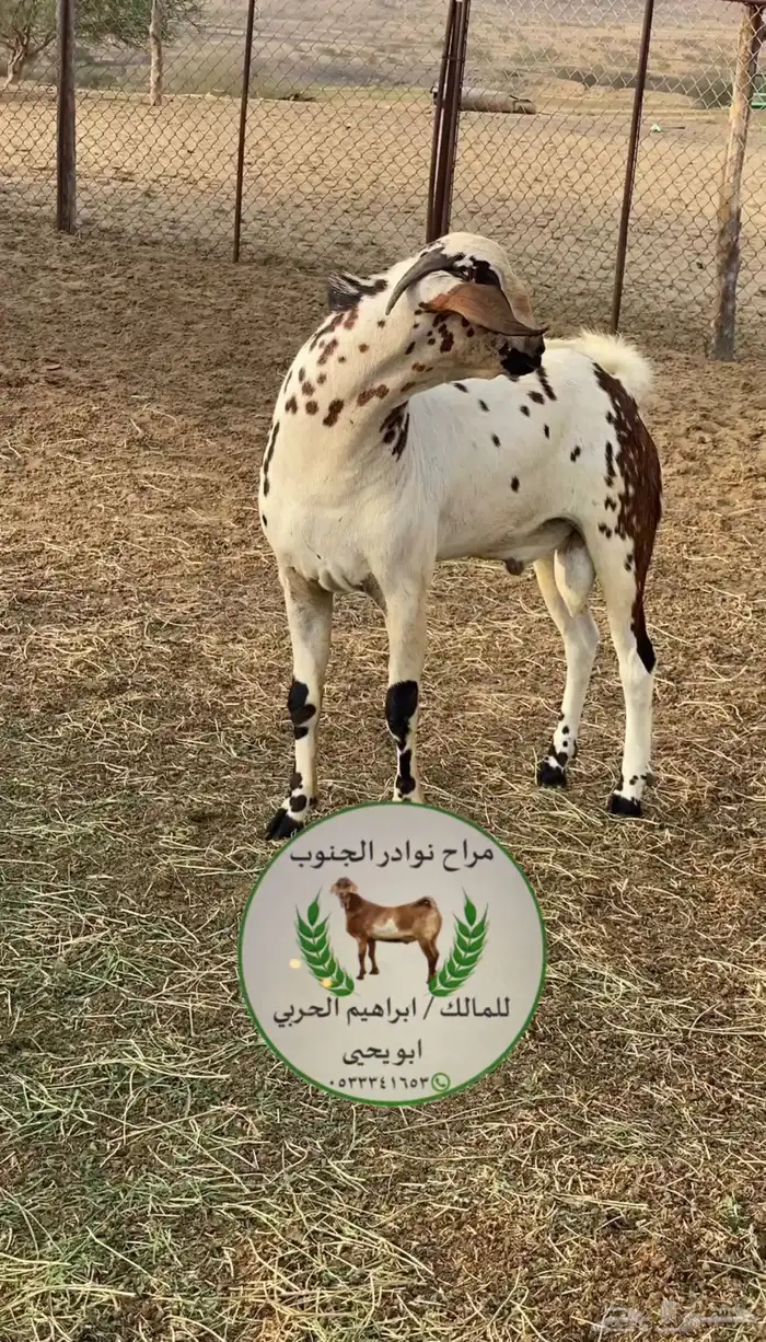 تيس مشروع فحل 1