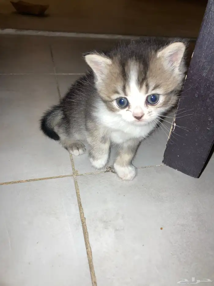 كيتن سكوتش فولد وستريت 4