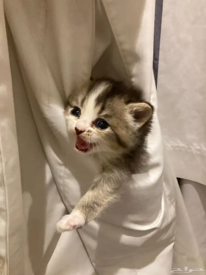كيتن سكوتش فولد وستريت 3