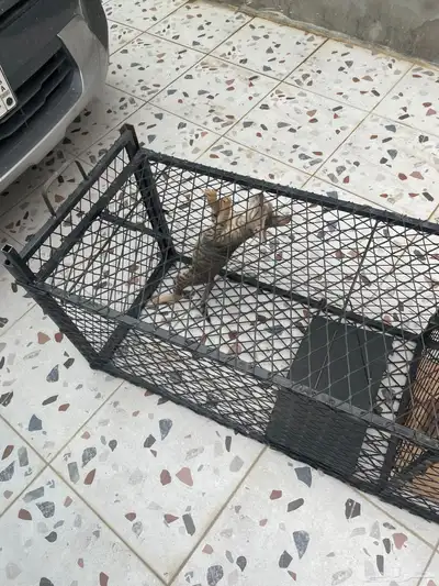 مصيده 9