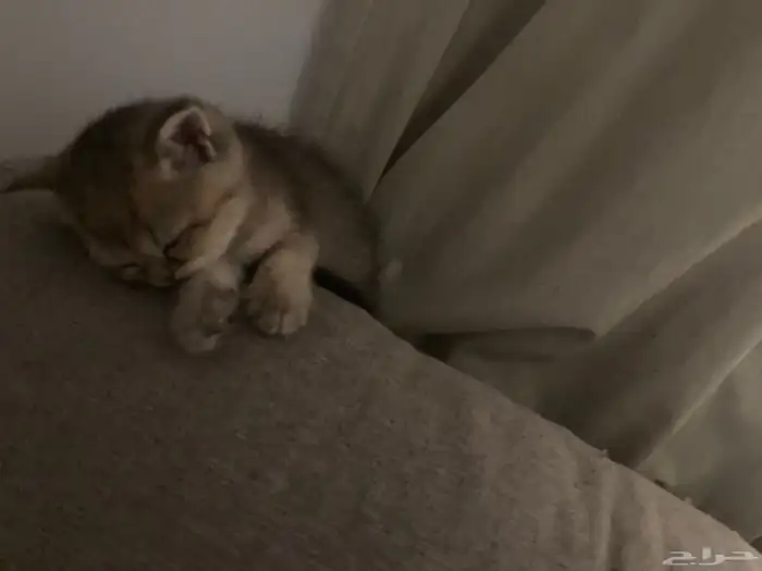 كيتن سكوتش فولد وستريت 9