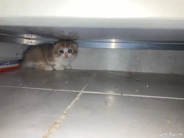 كيتن سكوتش فولد وستريت 2