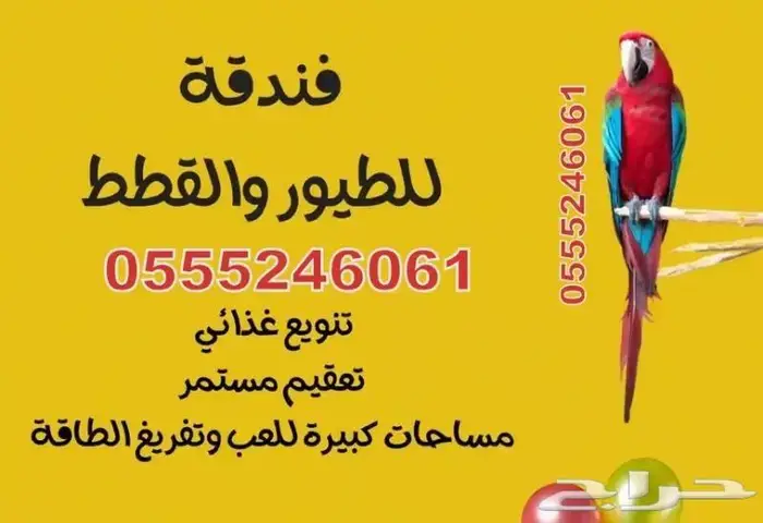 فندقة قطط طيور 6061 24 0555 إستمتع بإجازتك والباقي علينا 2