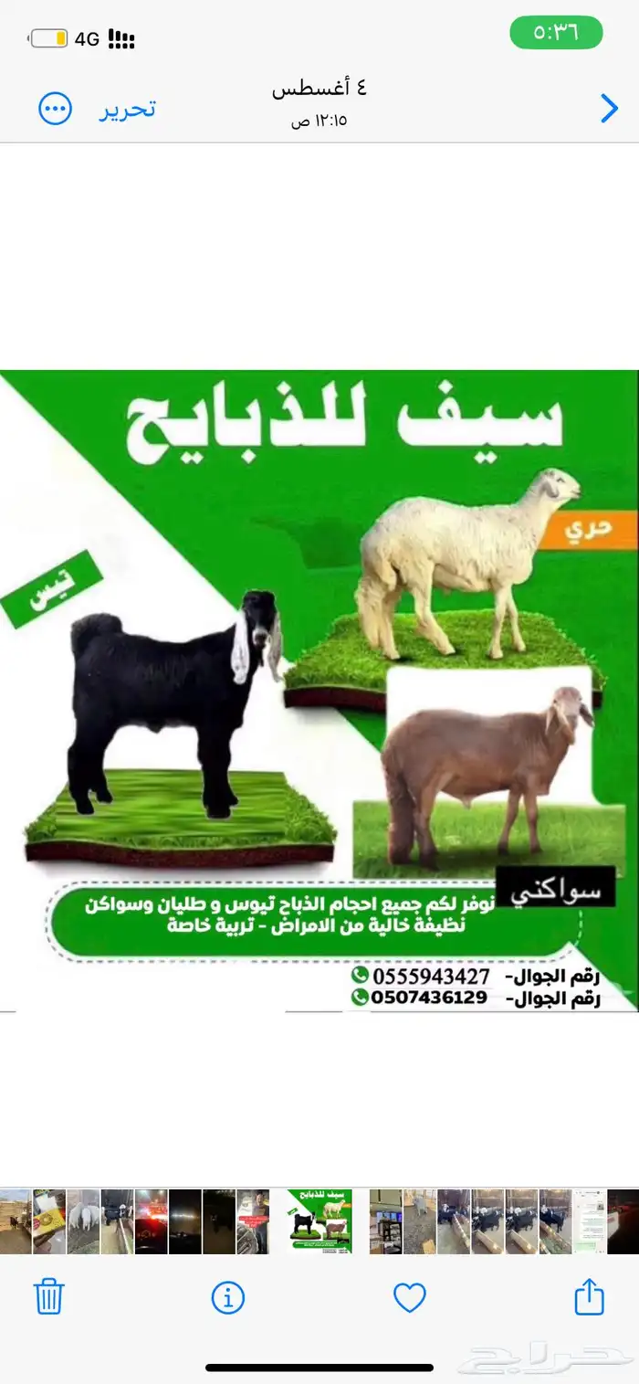 شامل الذبح والتوصيل داخل احياء المدينه المنور 0