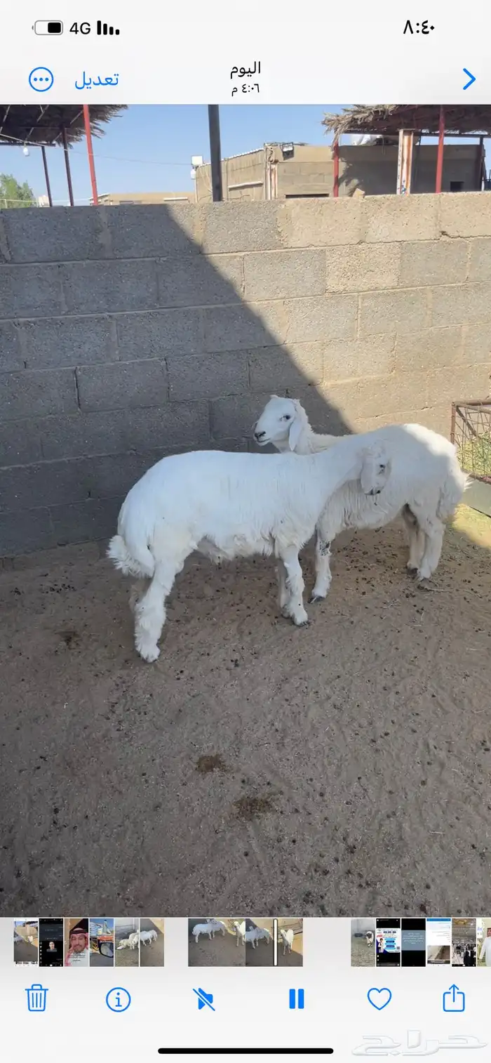 ذبايح حري ونعيمي وتيوس 29