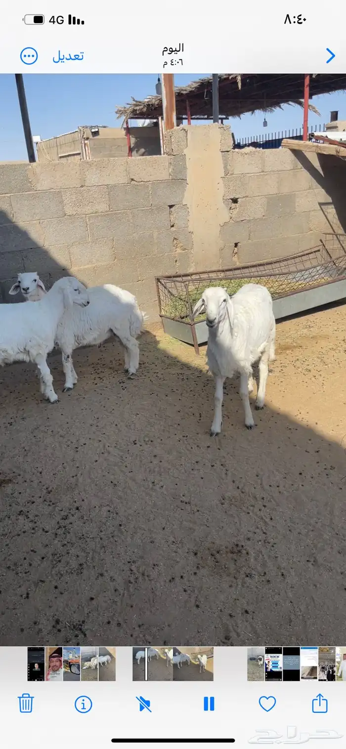 ذبايح حري ونعيمي وتيوس 30