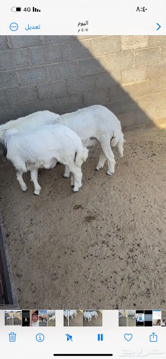 ذبايح حري ونعيمي وتيوس 28